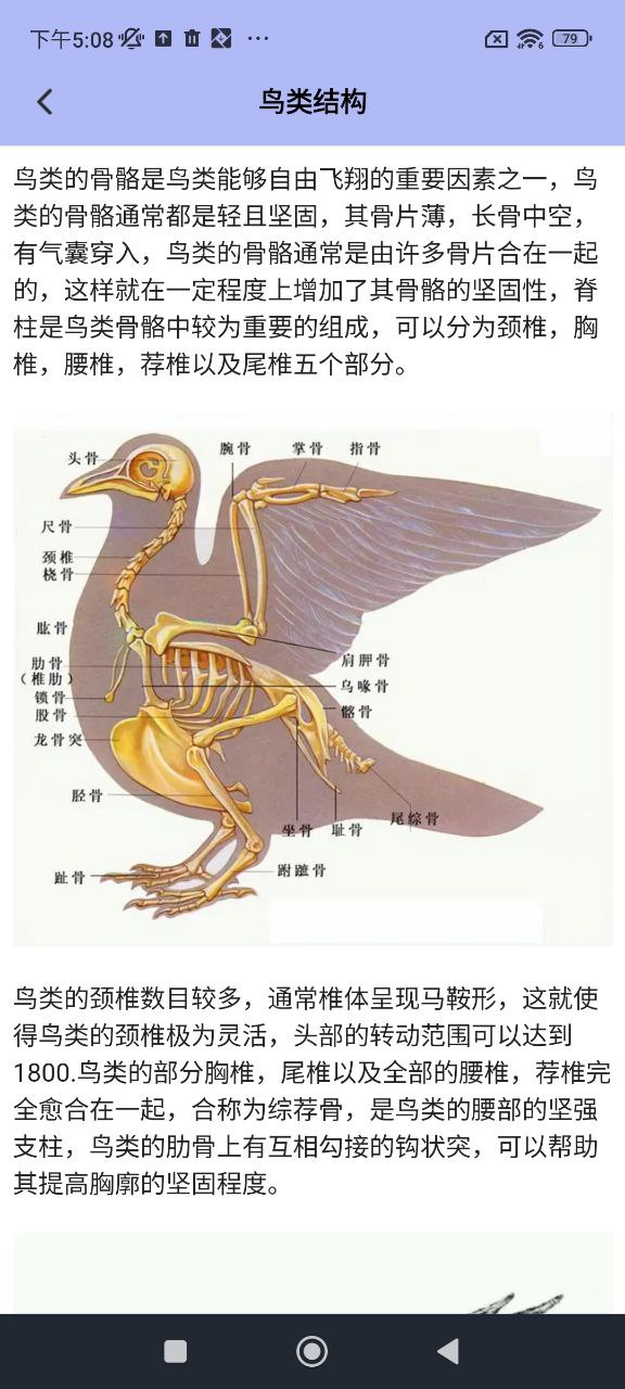 小鳥壁紙