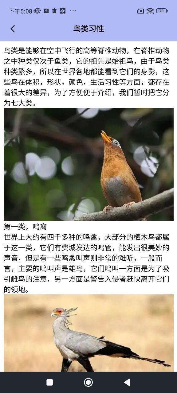 小鳥壁紙