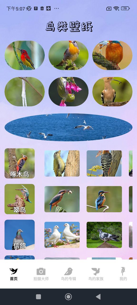 小鳥壁紙